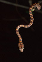 Juvenile cat snake {Stenophis sp} Ampijoroa NP, decidious forest, NW Madagascar