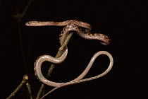 Juvenile cat snake {Stenophis sp} Ampijoroa NP, decidious forest, NW Madagascar