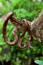 Big-eyed cat snake {Stenophis sp} Marojejy NP, rainforest, NE Madagascar