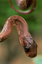 Big-eyed cat snake {Stenophis sp} Marojejy NP, rainforest, NE Madagascar