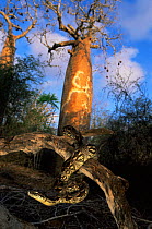 Dumeril's ground boa {Acrantophis dumerili} Ifaty spiny forest, Madagascar
