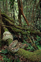 Madagascar tree boa {Sanzinia madagascariensis} rainforest, Mantadia NP, Madagascar