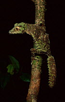 Mossy leaf tailed gecko {Uroplatus sikorae} Mantadia NP, E Madagascar