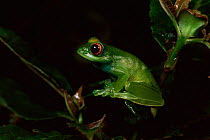 Green tree frog in rainforest {Boophis luteus} Mantadia NP, E Madagascar