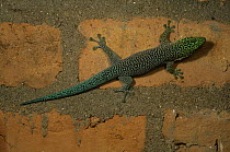 Standing's day gecko {Phelsuma standingi} on bricks, Zombitse NP, SW Madagascar, Vulnerable species