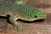 Standing's day gecko {Phelsuma standingi} Zombitse NP, SW Madagascar