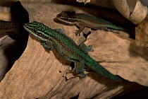Barbour's day gecko {Phelsuma barbouri} from Andringitra NP, Madagascar, captive
