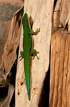 Four spotted /peacock day gecko, Madagascar {Phelsuma quadriocellata} Ranomafana NP