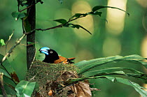 Helmet vanga on nest with chicks {Euryceros prevostii} Masoala, NE Madagascar.