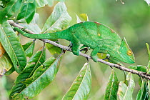 Female Parson's chameleon {Chamaeleo / Calumma parsonii} rainforest, E Madagascar
