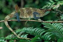 Male Blue legged chameleon {Calumma crypticum} Ranomafana NP, Madagascar