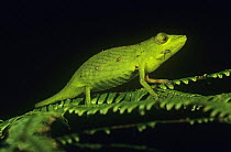 Short-nosed chameleon {Calumma gastrotaenia} Ranomafana NP, Madagascar