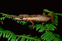 Male Lance nosed chameleon {Calumma gallus} CE Rainforest, Madagascar