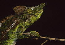 Male Horned spiny-backed chameleon (Furcifer antimena) showing threat display, Madagascar