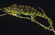 Male Horned spiny-backed chameleon (Furcifer antimena) showing threat display, Madagascar