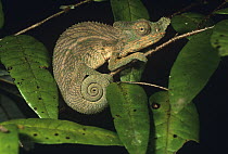 Female Horned spiny-backed chameleon (Furcifer antimena), Madagascar