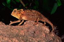 Armoured / Antsingy leaf chameleon {Brookesia perarmata} Madagascar Tsingy de Bemaraha NP