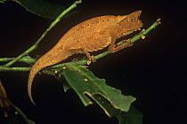 Stump tailed / Leaf chameleon {Brookesia superciliaris} Mantadia NP, Madagascar