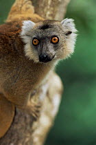 Female Black lemur portrait {Lemur macaco macaco} Nosy Be, NW Madagascar.