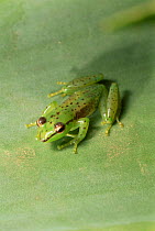 Pandanus frog {Mantidactylus pulcher} Mantadia NP, Madagascar