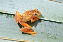 Reed frog {Heterixalus punctatus} Ranomafana NP, Madagascar
