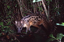 Malagasy civet / Fanaloka {Fossa fossana} Ranomafana NP, Madagascar