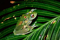 Green tree frogs mating {Boophis luteus} note size difference, Madagascar