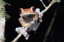 Leaf litter frog {Boophis madagascariensis} Mantadia NP, Madagascar