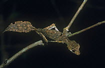 Satanic leaf tailed gecko {Uroplatus phantasticus} Ranomafana NP, Madagascar