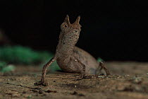 Stump tailed / Leaf chameleon {Brookesia superciliaris} Mantadia NP, Madagascar