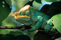 Male Parson's chameleon {Chamaeleo / Calumma parsonii} Ranomafana NP Madagascar