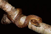 Female Cat snake {Madagascarophis sp} eastern rainforet, Madagascar