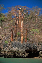 Baobab trees, Anjajavy, NW Madagascar, {Adansonia rubrastipa + A madagascariensis}