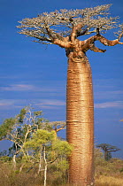 Baobab trees {Adansonia grandidieri} Western Madagascar