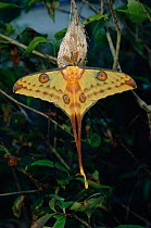 Madagascar moon / comet moth {Argema mittrei} captive male recently emerged from cocoon.