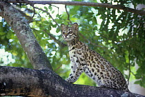 Little spotted cat {Felis tigrina} in rainforest tree, endangered, Brazil. Captive