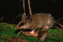 Opossum mouse {Marmosa incana} atlantic rainforest, E Brazil