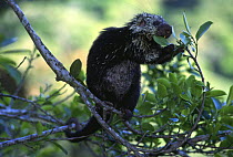 Porcupine {Coendou mexicanum} feeding in tree, Gran Chaco NP, Bolivia