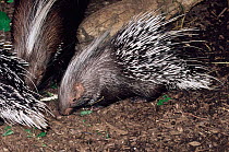 Crested porcupine {Hystrix sp} Bolivia
