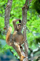 Northern muriqui monkey {Brachyteles hypoxanthus} Minas Gerais, Brazil