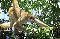 Northern muriqui monkey {Brachyteles hypoxanthus} Minas Gerais, Brazil