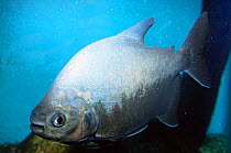 Pirapitinga fish {Colossoma bidens} Amazonas, Brazil