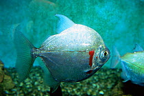 Pacu fish {Colossoma mitrei} Amazonas, Brazil