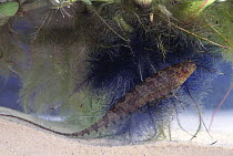 Barred / elegant knifefish {Steatogenys elegens} an electric fish, Brazil, Amazonas