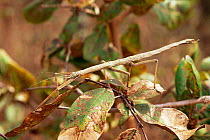 Wingless walking stick insect {Phibalosoma phyllinum} Minas Gerais, Brazil