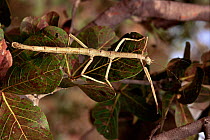 Wingless walking stick insect {Phibalosoma phyllinum} Minas Gerais, Brazil