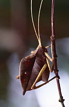 Leaf katydid {Ommatoptera pictifolia} dead leaf mimic, atlantic rainforest, Brazil