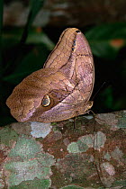 Selina emperor butterfly {Doxocopa selina} rainforest, Para, Brazil