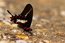 Hector's swallowtail butterfly {Papilio hectorides} atlantic rainforest, Brazil.