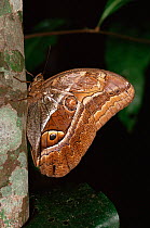Seleucida owlet butterfly {Caligopsis seleucida} rainforest, Para, Brazil
